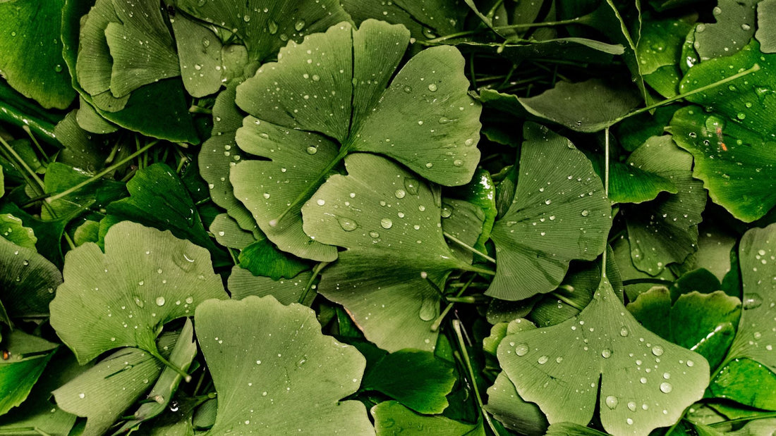 Bescherm je huid met de kracht van Ginkgo Biloba